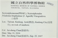 葉苔, 小海帶藏品圖，第2張