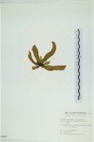 葉苔, 小海帶藏品圖，第3張