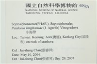 葉苔, 小海帶藏品圖，第2張