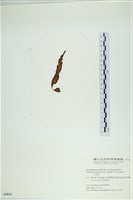 葉苔, 小海帶藏品圖，第3張