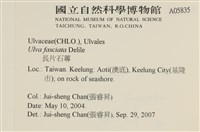 長片石蓴, 裂片石蓴藏品圖，第2張