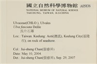 長片石蓴, 裂片石蓴藏品圖，第2張