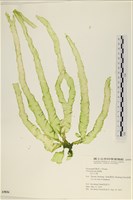 長片石蓴, 裂片石蓴藏品圖，第1張