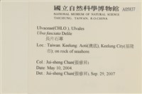 長片石蓴, 裂片石蓴藏品圖，第2張