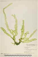 長片石蓴, 裂片石蓴藏品圖，第1張