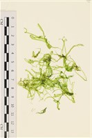 登錄號:A00005860藏品圖，第1張