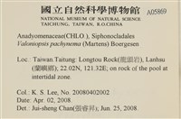 指枝藻藏品圖，第2張