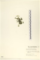 指枝藻藏品圖，第3張