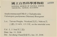 指枝藻藏品圖，第2張