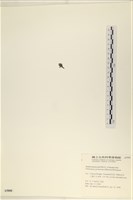指枝藻藏品圖，第3張