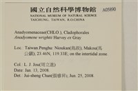 浮網藻, 肋葉藻藏品圖，第2張