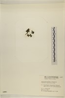 浮網藻, 肋葉藻藏品圖，第3張