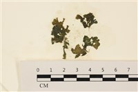 浮網藻, 肋葉藻藏品圖，第1張