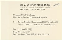石髮藏品圖，第2張