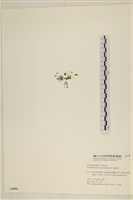 石髮藏品圖，第3張