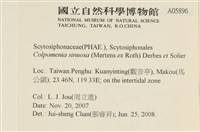 袋苔, 囊藻藏品圖，第2張
