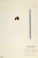 袋苔, 囊藻藏品圖，第3張