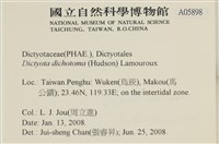 網目藻藏品圖，第2張