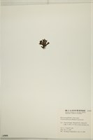 網目藻藏品圖，第3張