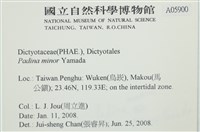 小團扇藻藏品圖，第2張