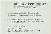 網胰藻藏品圖，第2張