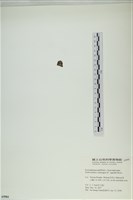 網胰藻藏品圖，第3張