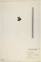 登錄號:A00005902藏品圖，第3張