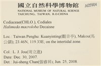 大葉海仙人掌, 大葉仙掌藻藏品圖，第2張