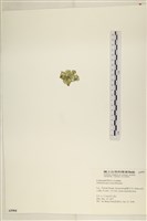 大葉海仙人掌, 大葉仙掌藻藏品圖，第3張