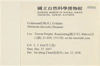 盤狀仙掌藻藏品圖，第1張
