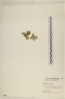 盤狀仙掌藻藏品圖，第2張