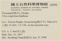 茶花石蓴, 牡丹菜藏品圖，第2張