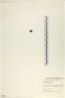 茶花石蓴, 牡丹菜藏品圖，第3張