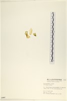 大石蓴, 石蓴藏品圖，第3張