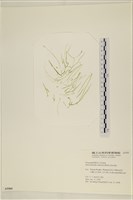 登錄號:A00005909藏品圖，第1張