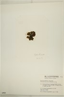 登錄號:A00005923藏品圖，第3張