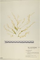 登錄號:A00005959藏品圖，第1張
