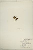 登錄號:A00005968藏品圖，第3張