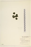 登錄號:A00005970藏品圖，第3張