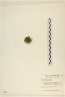 登錄號:A00005971藏品圖，第3張