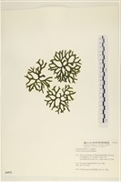 登錄號:A00005972藏品圖，第1張