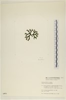 登錄號:A00005973藏品圖，第3張