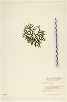 登錄號:A00005974藏品圖，第1張