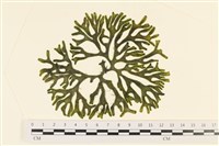 登錄號:A00005975藏品圖，第1張