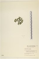 登錄號:A00005976藏品圖，第3張