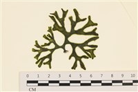 登錄號:A00005976藏品圖，第1張