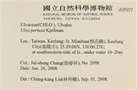 石蓴藏品圖，第2張
