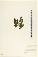 石蓴藏品圖，第3張