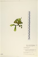 石蓴藏品圖，第3張