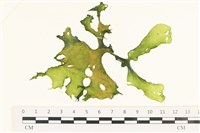 石蓴藏品圖，第1張